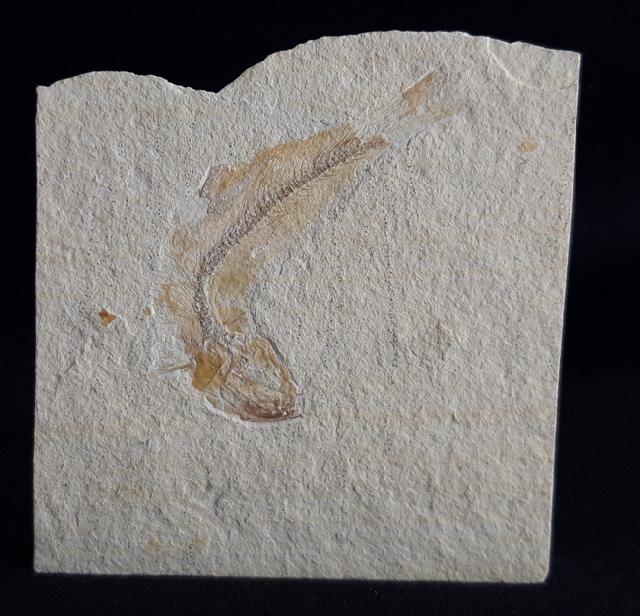 Tharsis dubius (BLAINVILLE 1818) - Bild &copy; FossNet FossilienStore